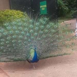 Meet your Posher, Consuelo